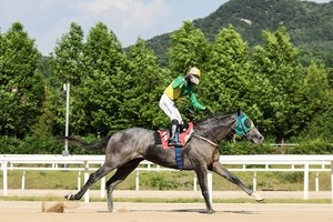 새해 첫 대상경주 23회 헤럴드경제배, ‘석세스백파’ 우승