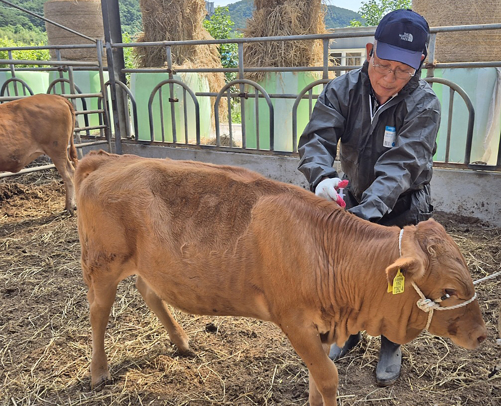 A cow is vaccinated against foot-and-mouth disease at a cattle farm in Goryeong, North Gyeongsang Province, Tuesday. (Yonhap)