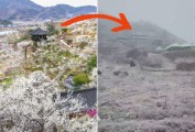 “휴가내고 왔다가 ‘낭패’” 봄꽃 대신 눈폭탄이…이제 꽃놀이도 못 가겠다 [지구, 뭐래?]