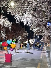 ‘벚꽃도 피고, 내 마음도 피고’ 2025 안동 벚꽃축제’, 내달 2~6일 열려