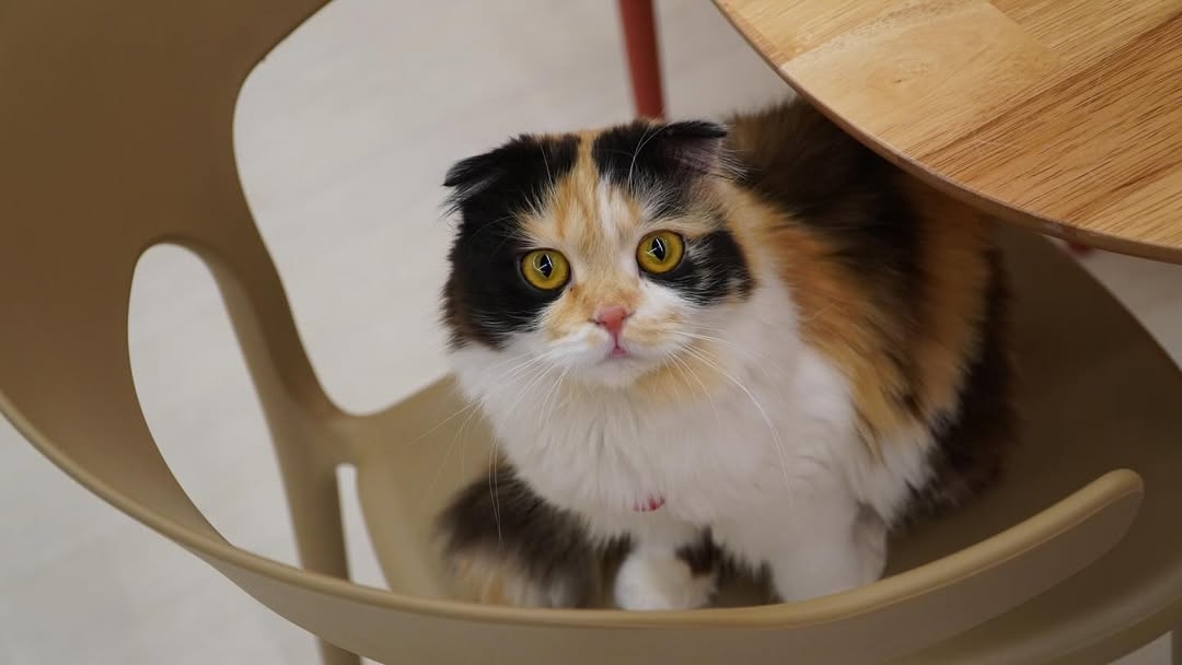Abandoned cat cafe Day of Butler (Day of Butler's Instagram)