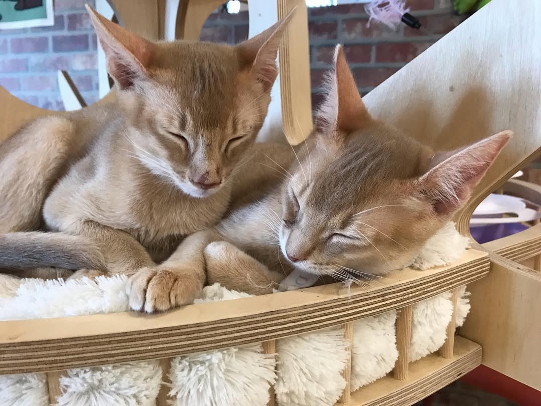 Abandoned cat cafe Day of Butler (Day of Butler's Instagram)