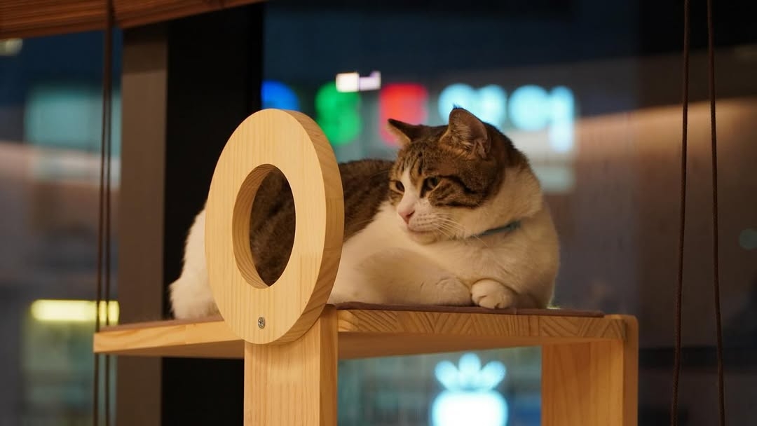 Abandoned cat cafe Day of Butler (Day of Butler's Instagram)