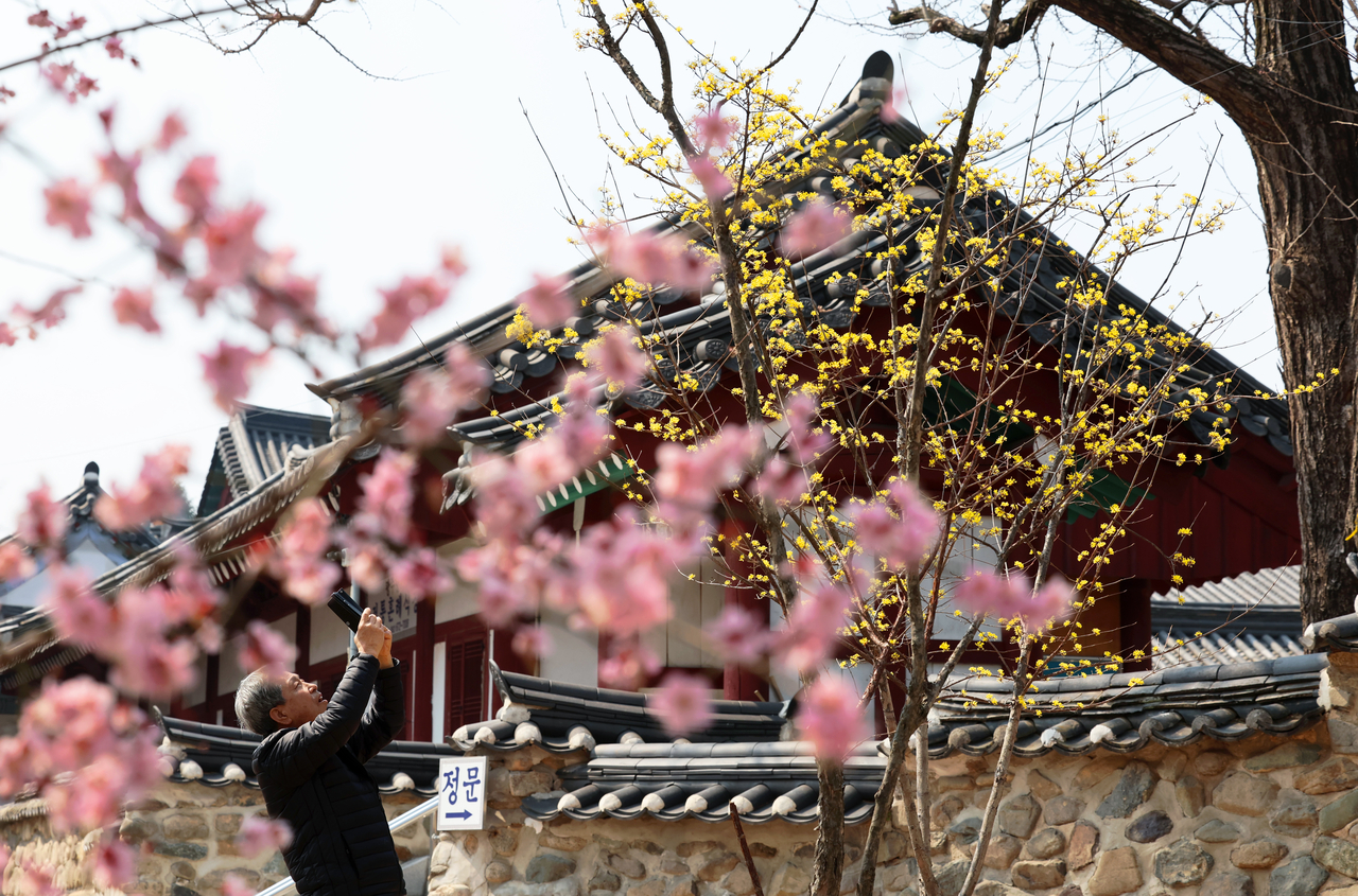 A civilian takes a photo of cornelian cherry flowers at Gwangju Hyanggyo on Thursday. (Yonhap)