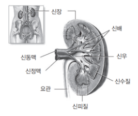 [김태열의 생생건강S펜] “갑자기 옆구리 통증에 혈뇨를 본다면?...신장암 체크해보세요”