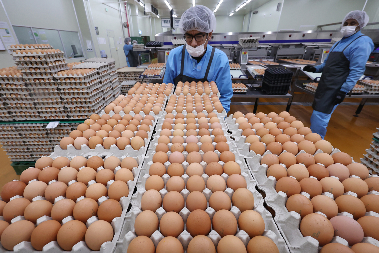 Eggs at Gyerim Farm in Asan, South Chungcheong Province (Yonhap)
