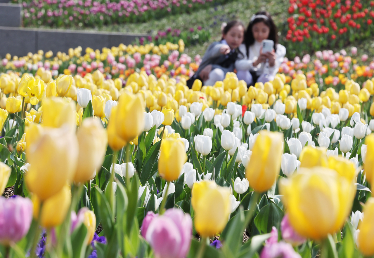Kids take photos during the Tulip Festival at Everland on Friday. (Yonhap)