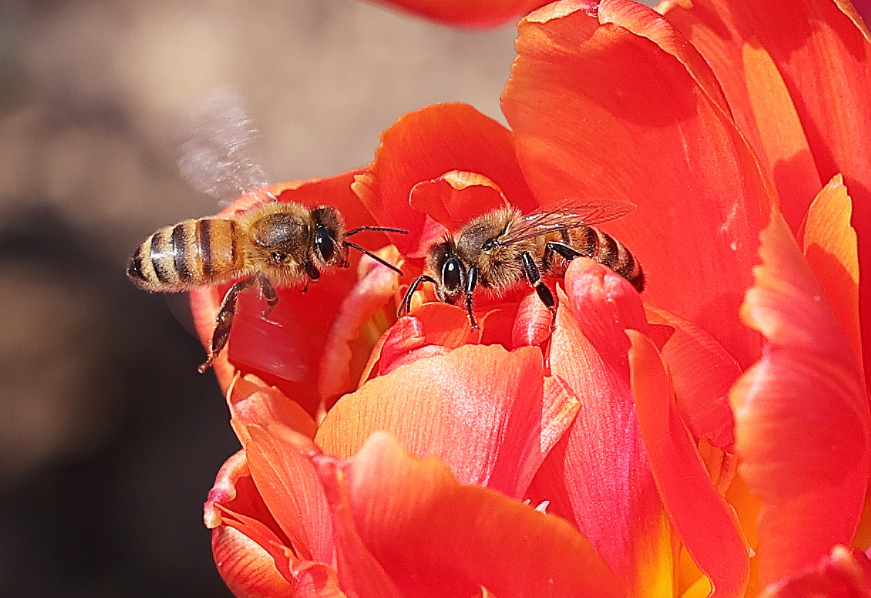 Bees buzz among the tulips at Everland on Friday. (Yonhap)