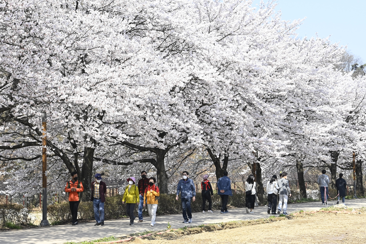 2022년도 옥포읍 기세리 벚꽃 전경.[달성군 제공]