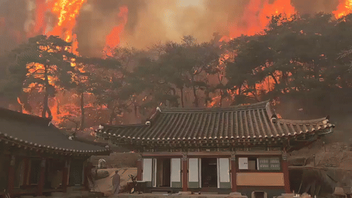 Flames surround Unramsa Temple as a wildfire spreads with strong winds on Saturday in Uisung, North Gyeongsang Province (Post from X)