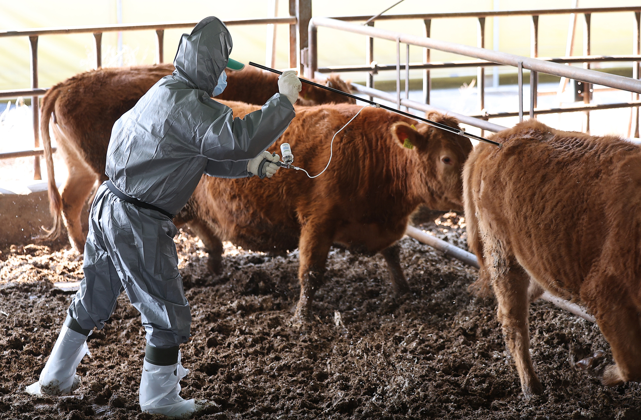 An animal doctor vaccinates a cow for foot-and-mouth disease at a cattle farm in the county of Goryeong, about 230 kilometers southeast of Seoul. (Yonhap)