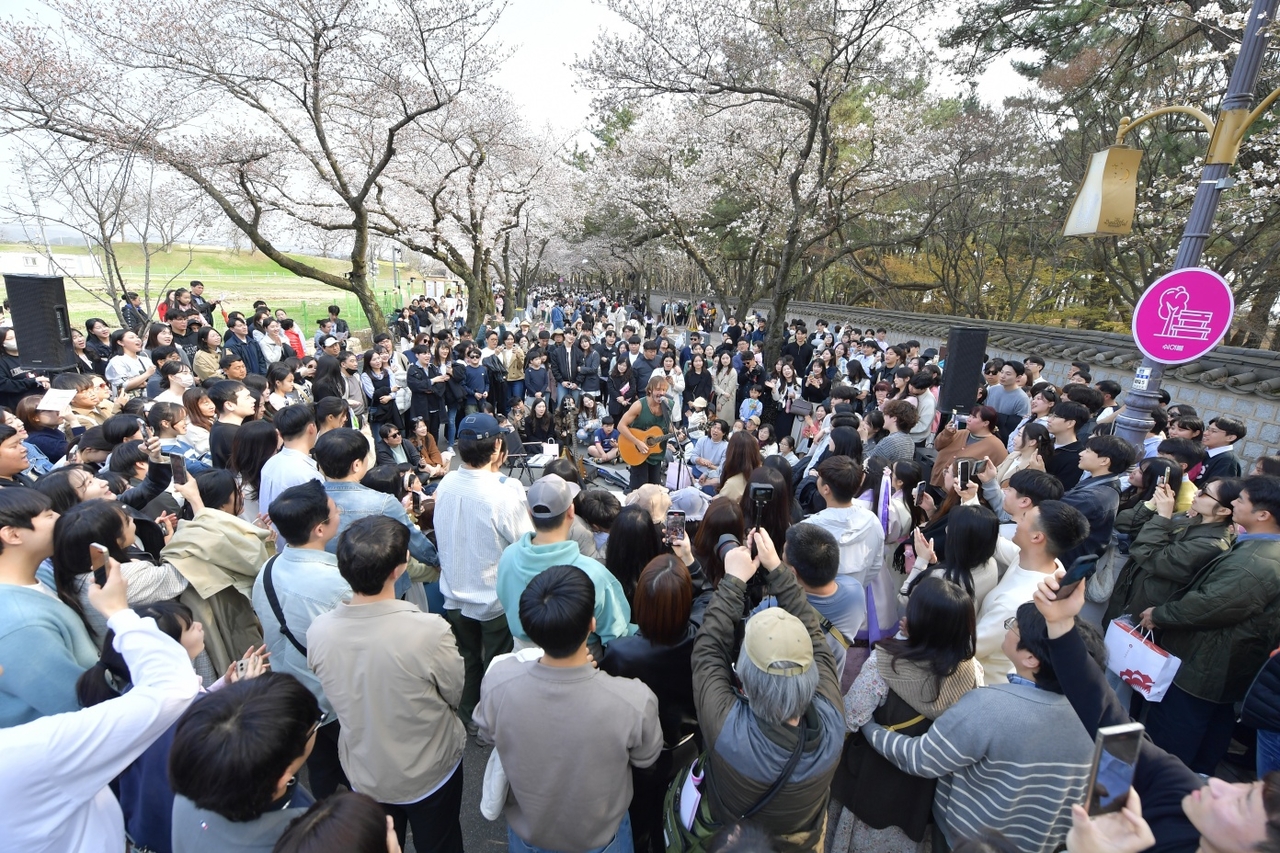 지난해 열린 대릉원 돌담길 벚꽃축제 모습.[경주시 제공]