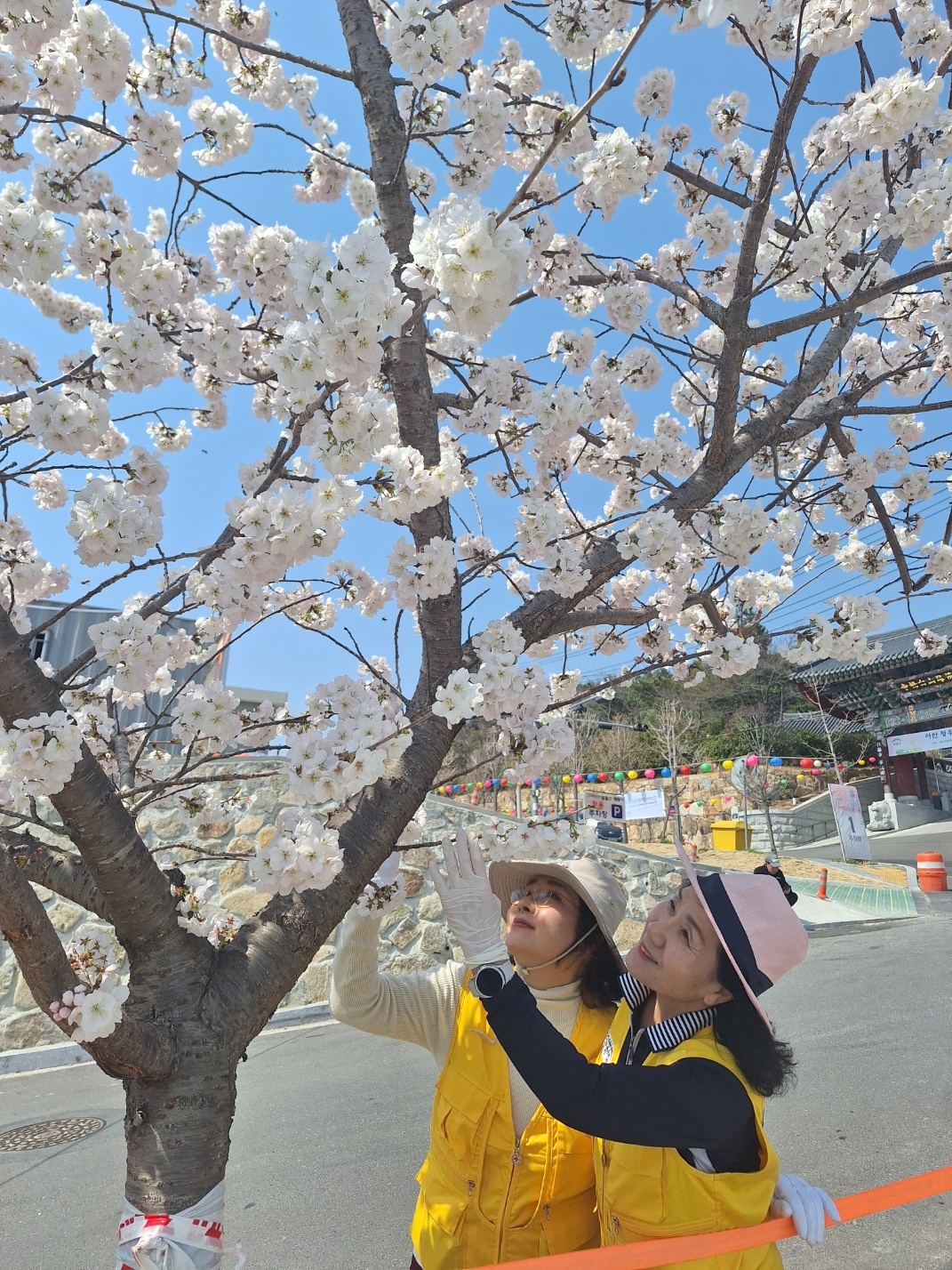 울산시 중구 성안동 백양사 앞길에 벚꽃이 만개한 가운데 마침 이곳을 지나던 사랑나눔적십자봉사회 회원들이 만개한 벚꽃을 즐기고 있다. [독자제보=울산시 중구 태화동 박철종]