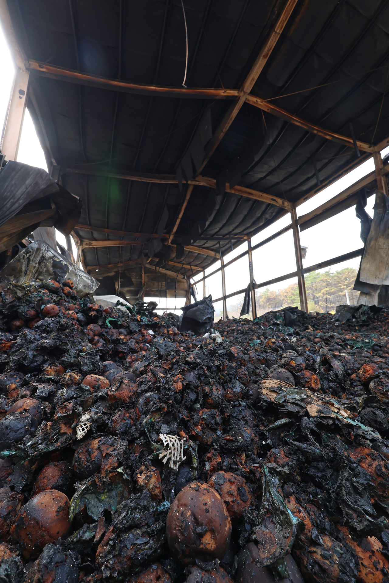 Charred apples are scattered around a burned warehouse in Uiseong-eup, Uiseong-gun, North Gyeongsang Province, Tuesday.   (Yonhap)