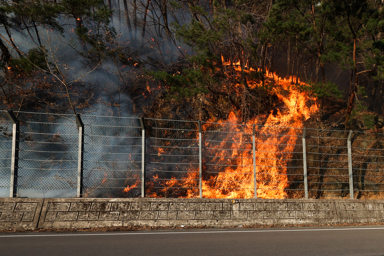 Flames from South Gyeongsang Province’s first major wildfire of the year rise along a roadside in Sancheong-gun on Saturday as the blaze entered its second day. (Yonhap)