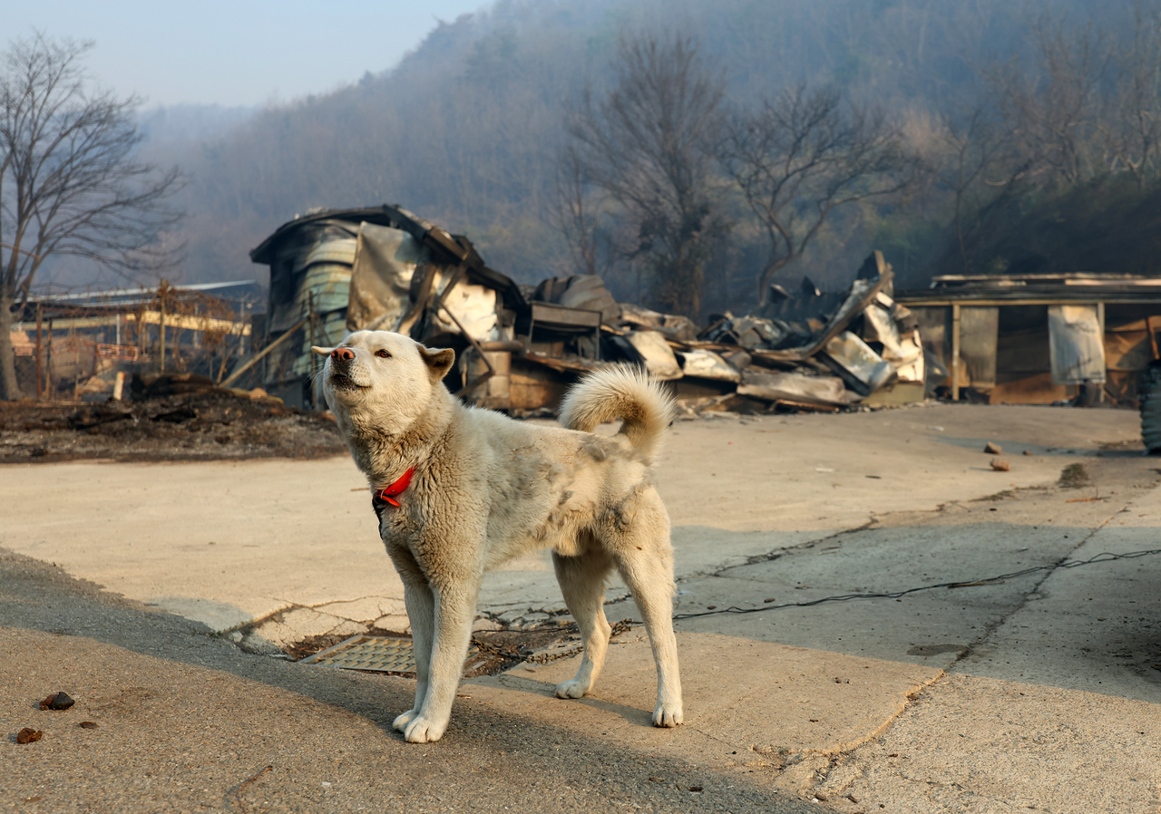 A dog, left behind after residents evacuated, is found alive in a village ravaged by the wildfires in Andong, North Gyeongsang Province, on Wednesday. (Yonhap)