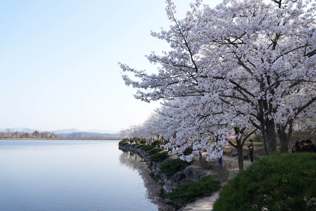 [영천시 제공]