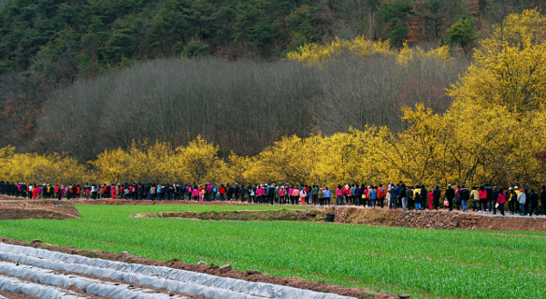 지난해 열린 봉화 산수유 신춘 시낭송회에 참가자들이 노란 산수유에 흠뻑 빠져있다(봉화군 제공)