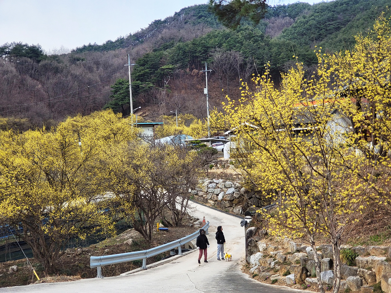 4월 첫날인 1일,  경북 봉화군 봉성면 띠띠미 마을에 산수유나무들이 노란 자태를 뽐내는 꽃을 활짝 피워내며 상춘객들을 유혹하고 있다.(글·사진=김성권 기자)