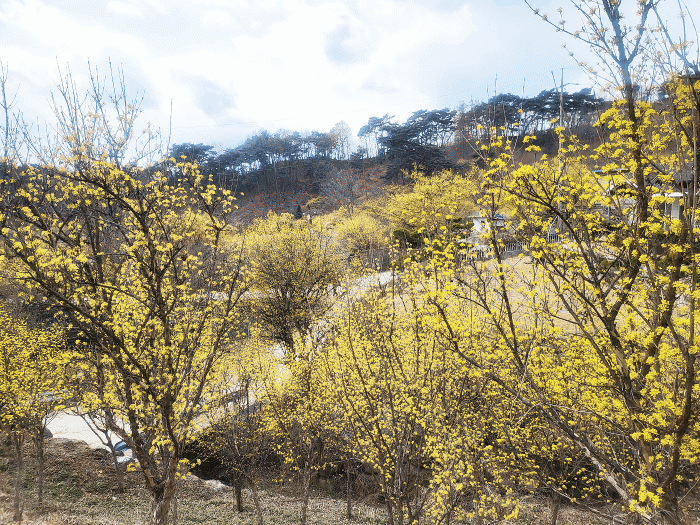 4월 첫날인 1일,  경북 봉화군 봉성면 띠띠미 마을에 산수유나무들이 노란 자태를 뽐내는
꽃을 활짝 피워내며 상춘객들을 유혹하고 있다.(글·사진=김성권 기자)
