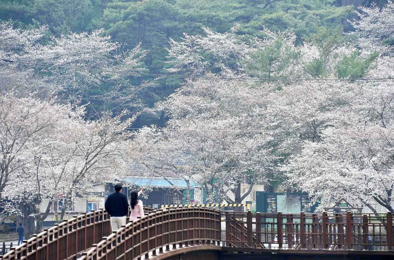 담양군 제10회 용면 추월산 벚꽃축제가 오는 5일과 6일 이틀간 담양군 용면 추월산 벚꽃광장 일원에서 열린다.