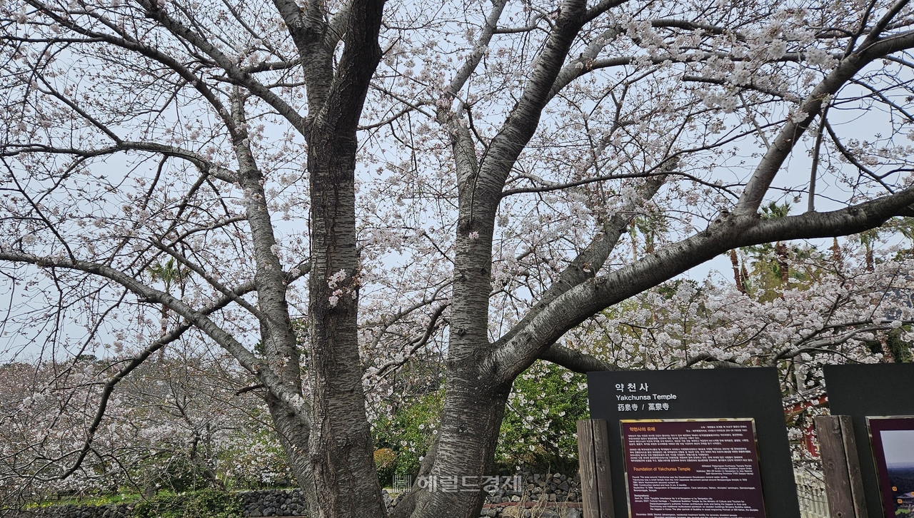 벚꽃