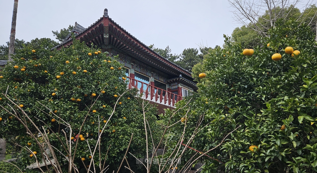 천혜향 나무