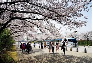 서울대공원에 벚꽃이 핀 모습. [서울대공원 제공]