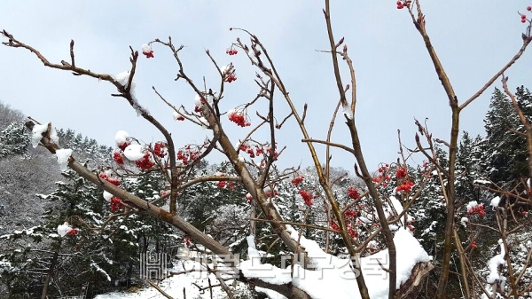 가을 열매로 알려진 마가목 열매가 울릉도 등산로 곳곳에서 한얀눈속에 매달려 강인한 생명력을 보여주고 있다.(헤럴드 DB)
