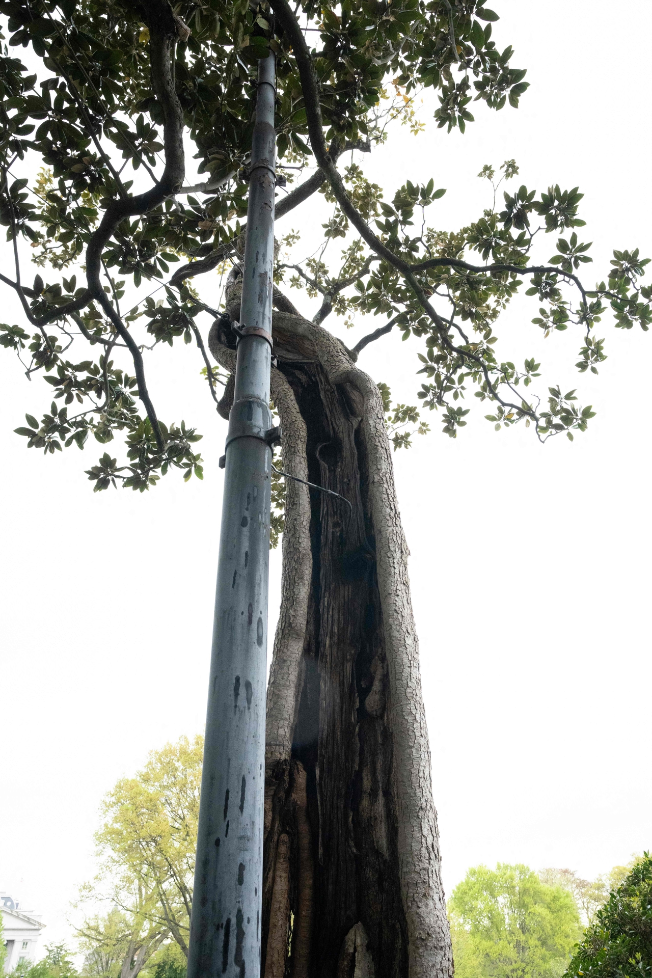 A nearly 200-year-old magnolia tree, said to have been planted by President Andrew Jackson, is seen on the White House grounds in Washington on Sunday.   AFP-Yonhap
