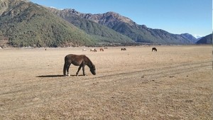 At Nepal's only hunting reserve, tourism brings no joy
