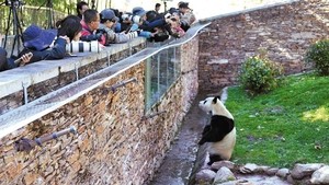 Giant panda Fu Bao returns to Sichuan nature reserve after health scare