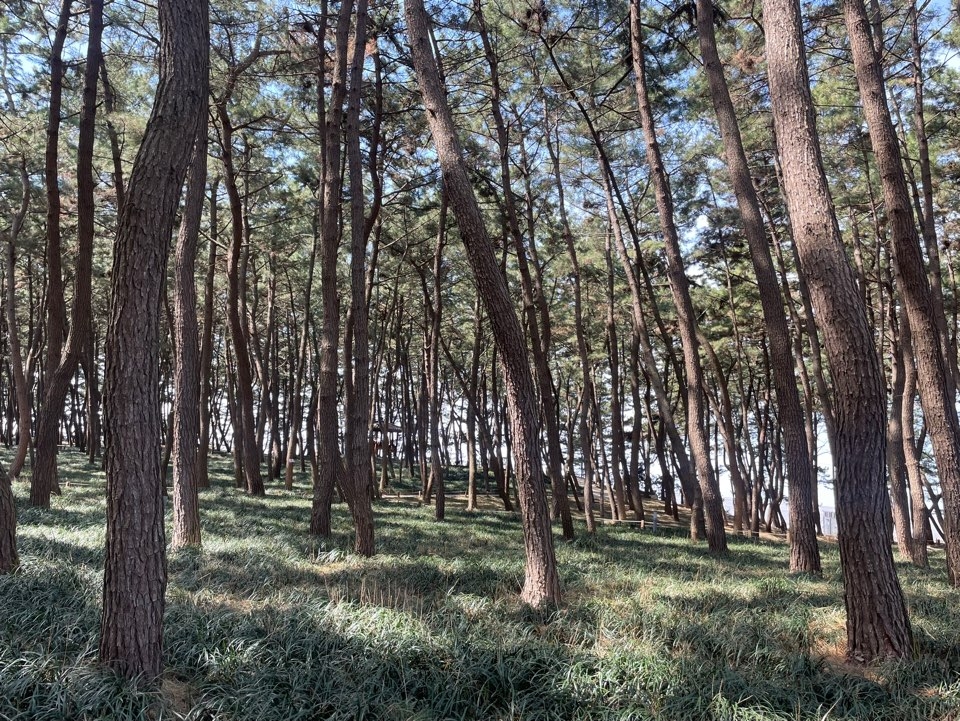 Janghang Songlim Pine Forest (Hong Yoo/ The Korea Herald)