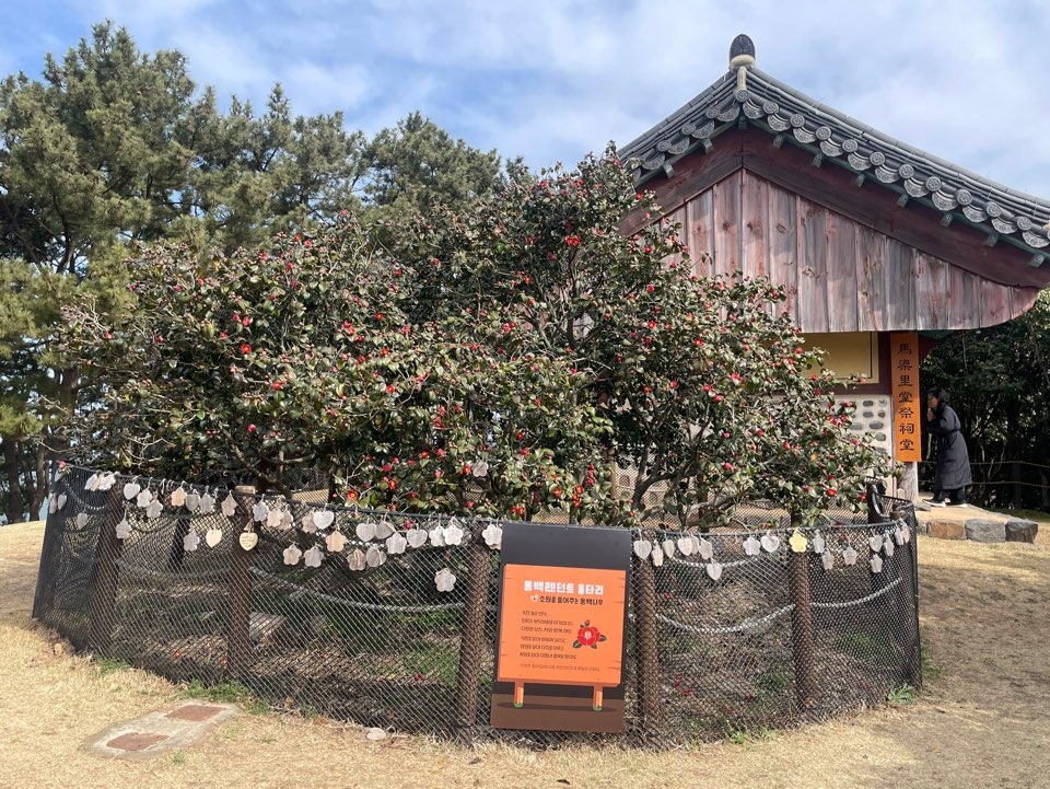 Seocheon Maryang-ri Camellia Forest (Hong Yoo/ The Korea Herald)