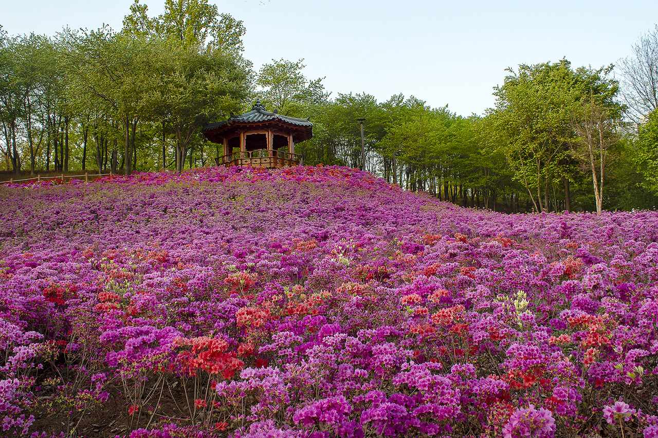 오난산전망공원 철쭉동산