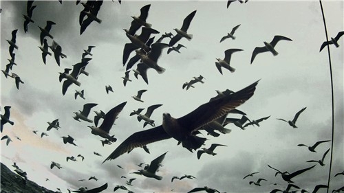 A scene from"Leviathan" (2012)  co-directed by Lucien Castaing-Taylor and Verena Paravel (KOFA)