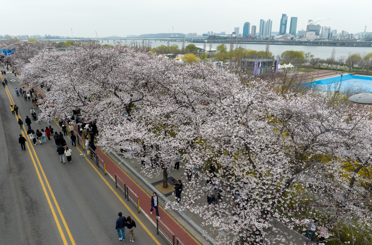 지난 9일 여의도 봄꽃 축제가 열리고 있는 서울 여의도 윤중로에 벚꽃이 피어 있다. [연합]