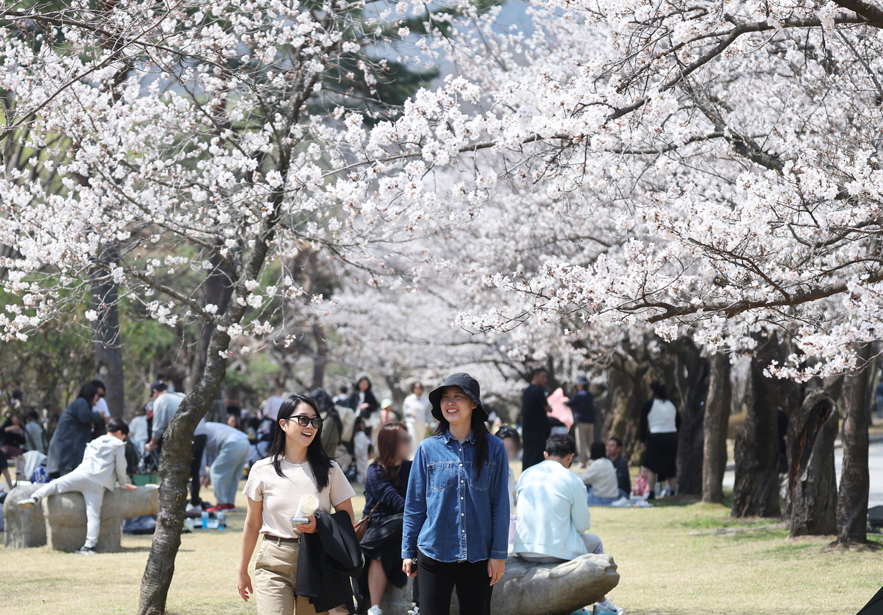 11일 경기도 용인시 호암미술관 희원 옆 가실벚꽃길을 찾은 시민들이 활짝 핀 벚꽃을 보며 봄기운을 만끽하고 있다. [연합]