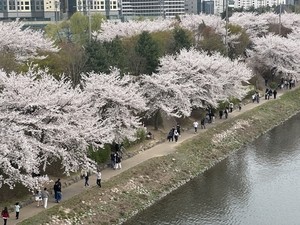 [Photo News] Fleeting blooms