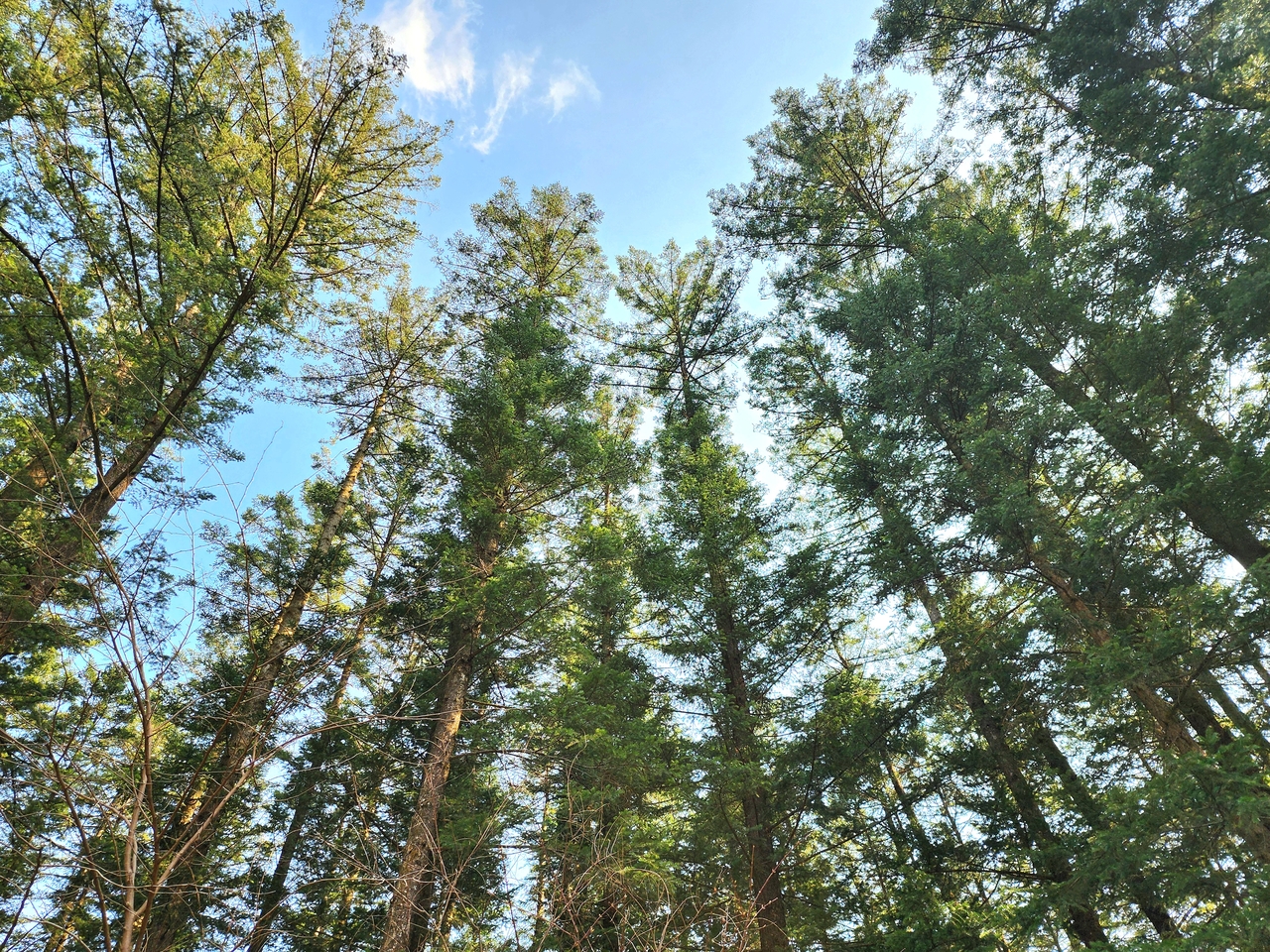 Fir tree trail at the Korea National Arboretum (Hwang Dong-hee/The Korea Herald)