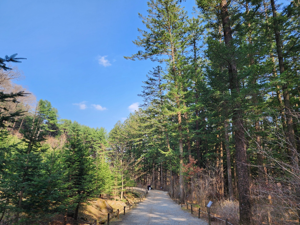 Fir tree trail at the Korea National Arboretum (Hwang Dong-hee/The Korea Herald)