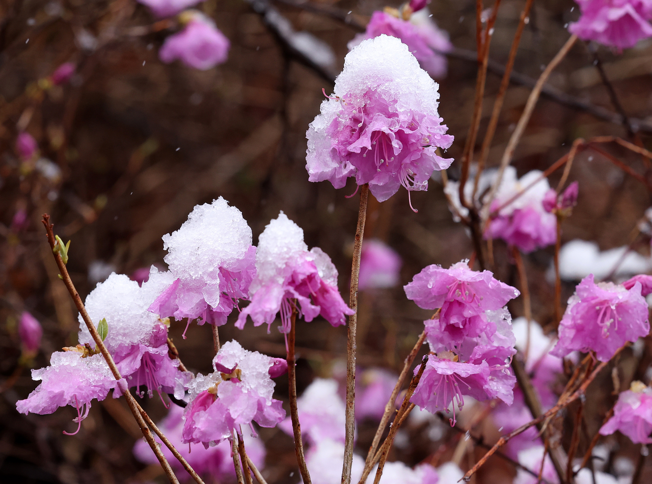 Snow settles on blooming flowers near Gwangdeoksan in Gangwon Province. (Yonhap)