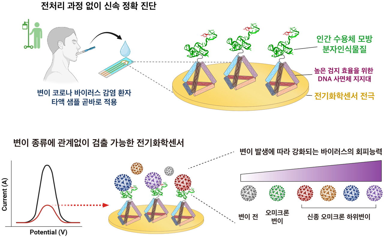 연구팀이 개발한 전기화학센서 모식도.[POSTECH 제공]