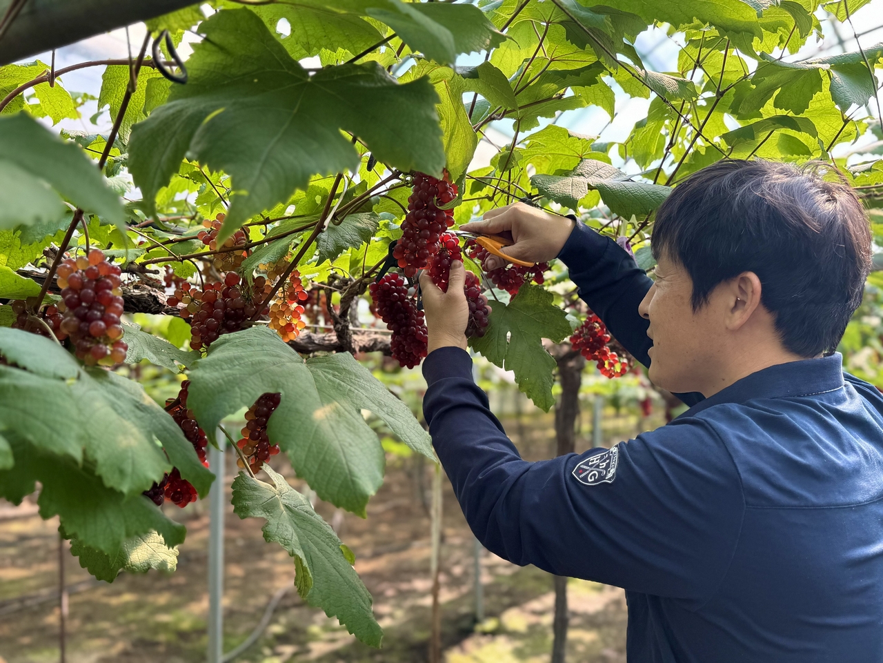 대전시 동구 대별동에서 농사를 짓고 있는 송일구(43세) 씨가 씨 없는 포도‘델라웨어’를 15일 전국에 첫 출하를 위해 수확하고 있다.