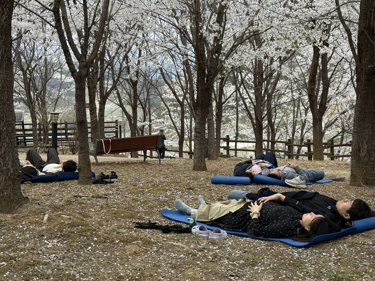 국립산림치유원에서 임신 부부들이 ‘숲속 산전 요가 명상’을 하고 있다. (한국산림복지진흥원 국립산림치유원 제공)