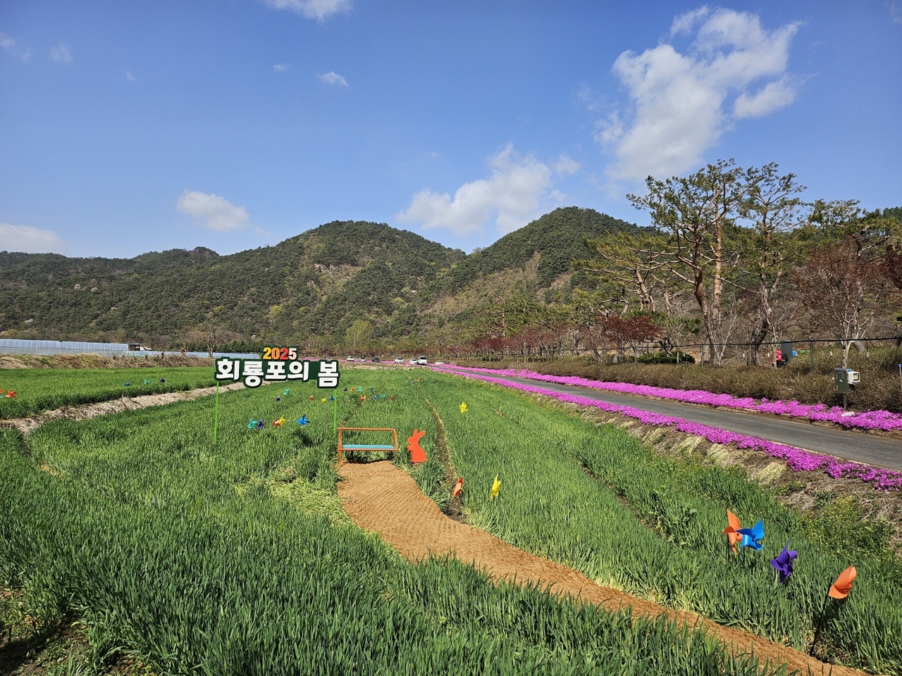 회룡포 봄꽃단지(예천군 제공)