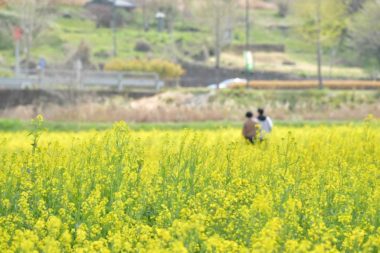 봄빛 물든 담양, 유채꽃 물결 ‘만개’