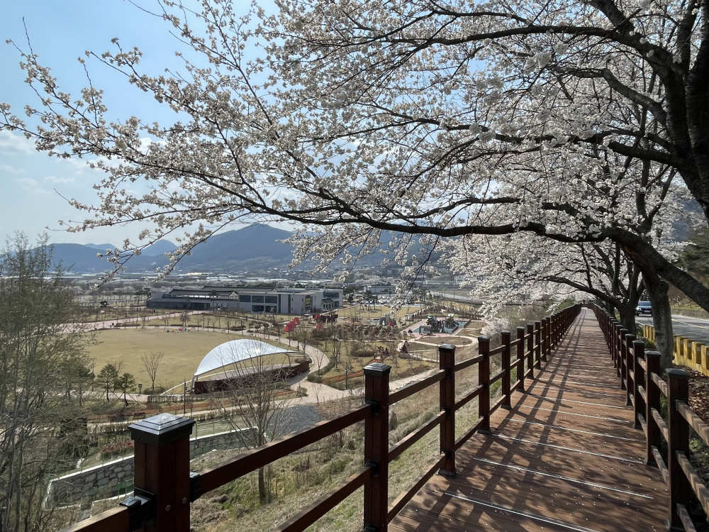 [청도군 제공]