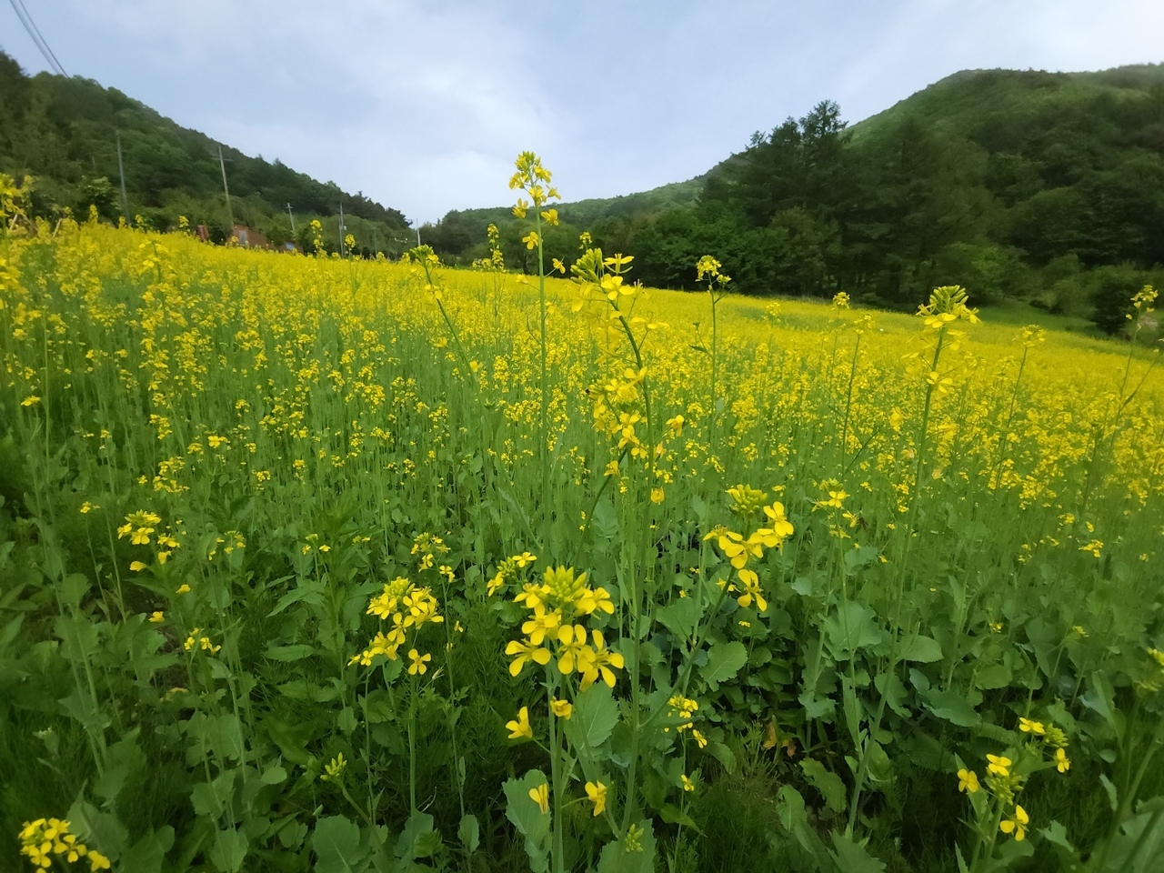예천군 효자면 고항리 국립산림치유원 내 문필지구에 조성된 유채꽃밭