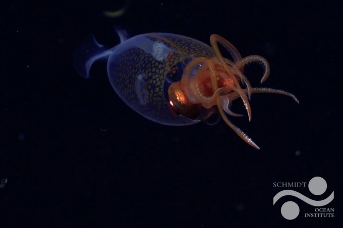 [Schmidt Ocean Institute]